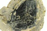 Polished Petrified Wood Limb Round - Indonesia #271464-1